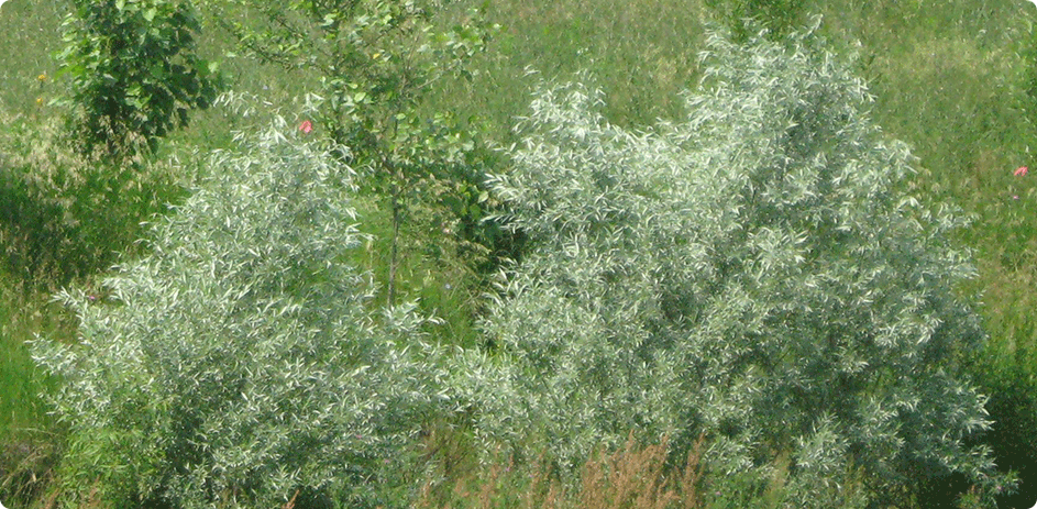 Fast Growing Trees