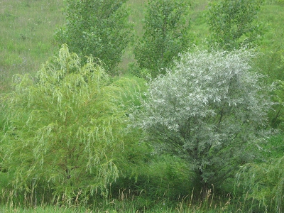 Quick Silver Willow Tree Growth