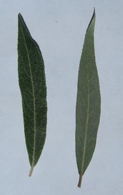 Willow Leaf Quicksilver